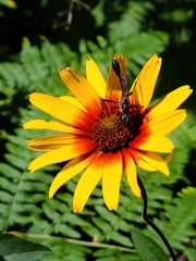 Eremnophila aureonotata