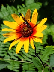 Eremnophila aureonotata