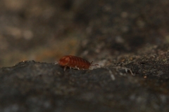 Trichoniscus pusillus