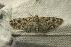 Eupithecia abbreviata