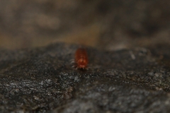 Trichoniscus pusillus