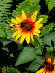 Eremnophila aureonotata