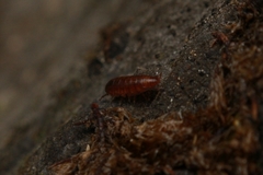 Trichoniscus pusillus