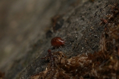 Trichoniscus pusillus