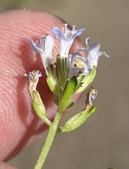Phyllopodium cuneifolium