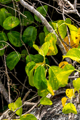 Scepocarpus trinervis