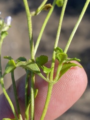 Phyllopodium cuneifolium