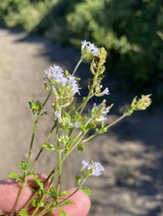 Phyllopodium cuneifolium