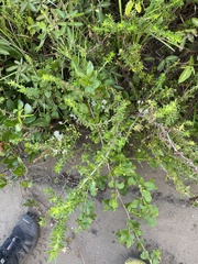 Phyllopodium cuneifolium