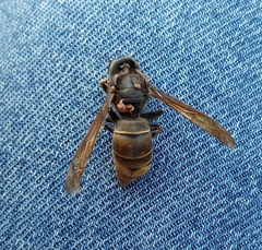 Vespa velutina