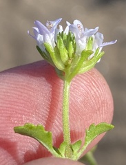 Phyllopodium cuneifolium