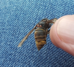 Vespa velutina