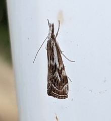 Catoptria oregonicus