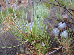 Anginon difforme