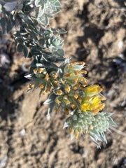 Acmispon argophyllus adsurgens