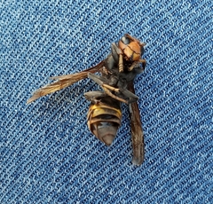 Vespa velutina