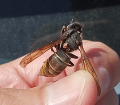 Vespa velutina