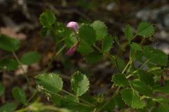 Ononis rotundifolia