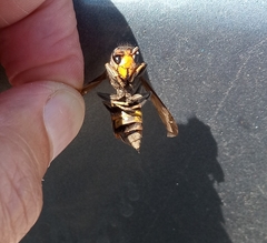Vespa velutina