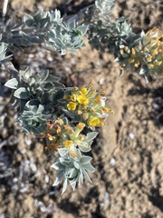 Acmispon argophyllus adsurgens