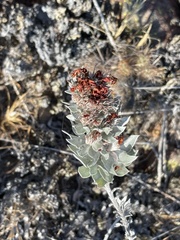 Acmispon argophyllus adsurgens