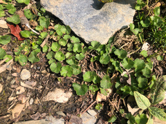 Hydrocotyle setulosa