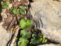 Hydrocotyle setulosa