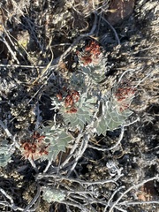 Acmispon argophyllus adsurgens