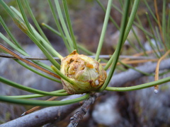 Anginon difforme