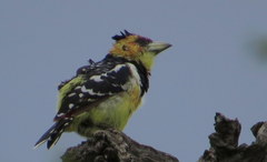 Trachyphonus vaillantii vaillantii