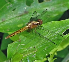 Erythrodiplax melanorubra