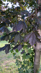 Acer platanoides