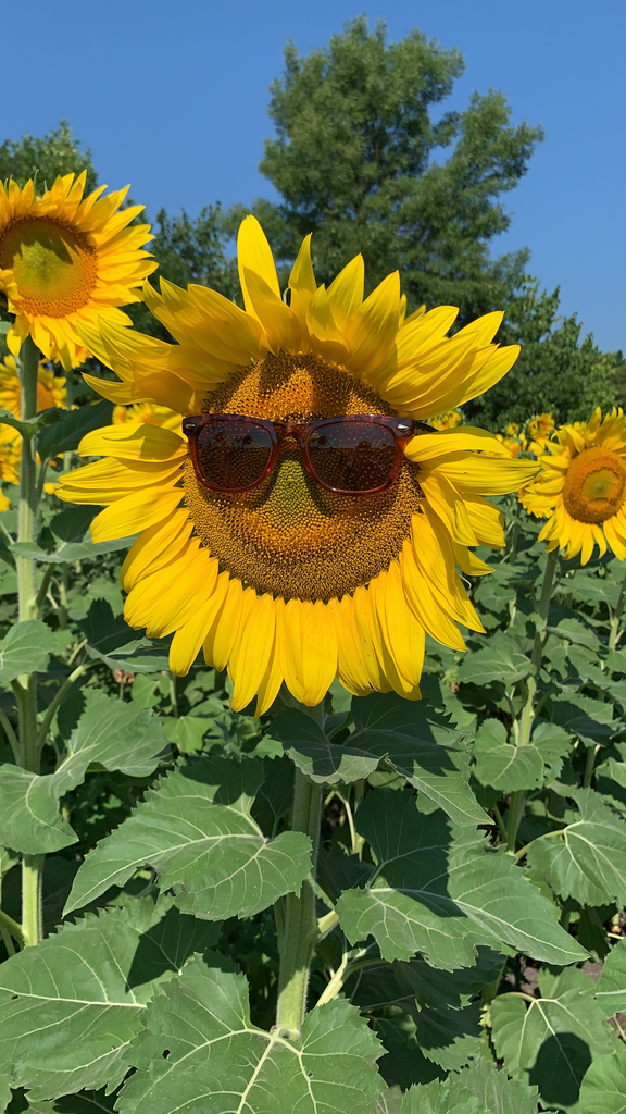 Sunflower
