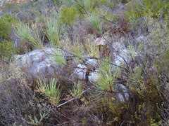 Anginon difforme