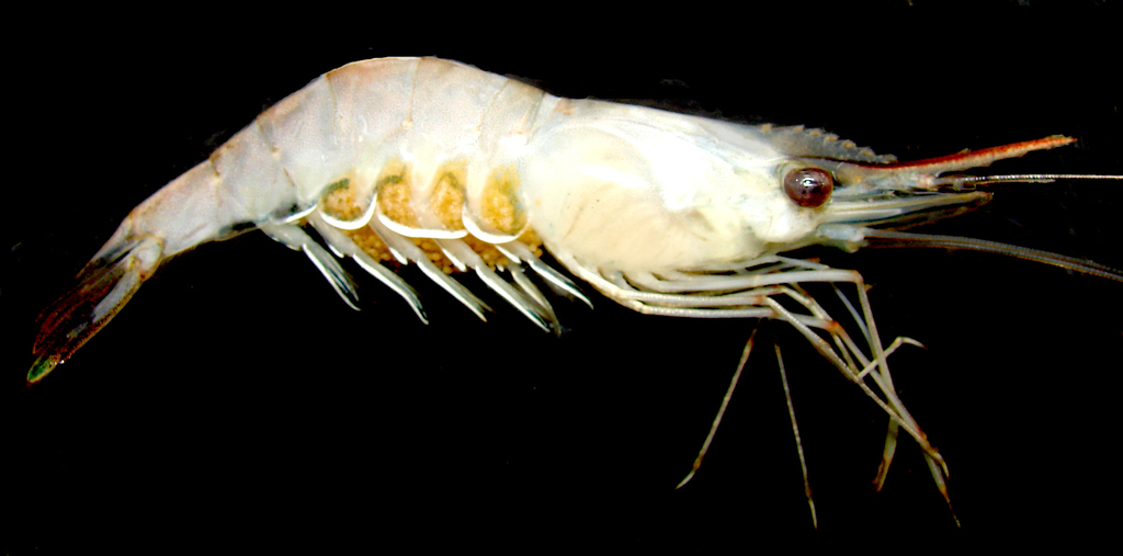 Amazon River prawn