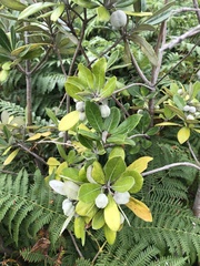 Pittosporum crassifolium