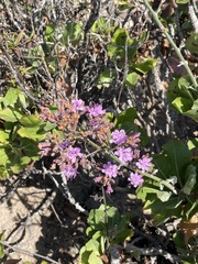 Munzothamnus blairii