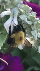Bombus nevadensis