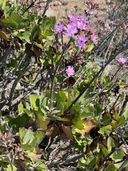 Munzothamnus blairii