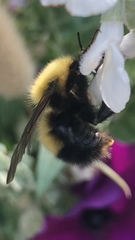 Bombus nevadensis