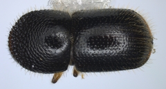 Xylosandrus compactus