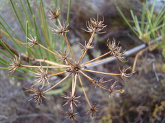 Anginon difforme