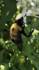Bombus nevadensis