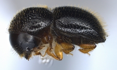 Xylosandrus compactus