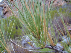 Anginon difforme
