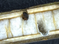 Xylosandrus compactus