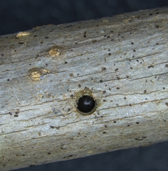 Xylosandrus compactus