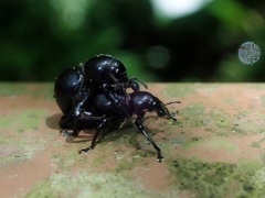 Pachyrhynchus infernalis