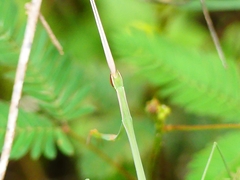 Schizocephala bicornis
