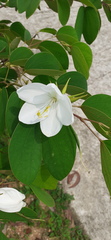 Bauhinia acuminata